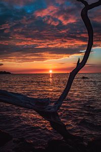 Preview wallpaper tree, branch, dry, sea, sunset, nature