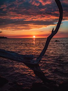 Preview wallpaper tree, branch, dry, sea, sunset, nature