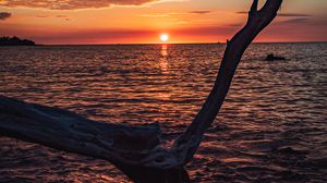 Preview wallpaper tree, branch, dry, sea, sunset, nature