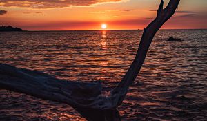 Preview wallpaper tree, branch, dry, sea, sunset, nature