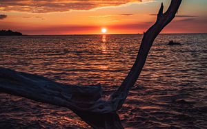 Preview wallpaper tree, branch, dry, sea, sunset, nature