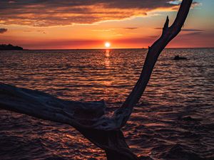 Preview wallpaper tree, branch, dry, sea, sunset, nature