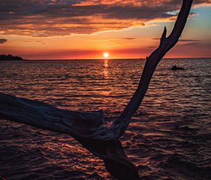 Preview wallpaper tree, branch, dry, sea, sunset, nature
