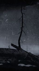 Preview wallpaper tree, branch, dry, silhouette, dark