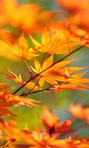 Preview wallpaper tree, branch, japan, leaves