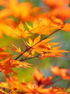 Preview wallpaper tree, branch, japan, leaves