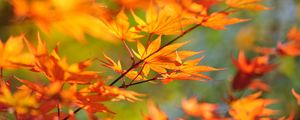 Preview wallpaper tree, branch, japan, leaves