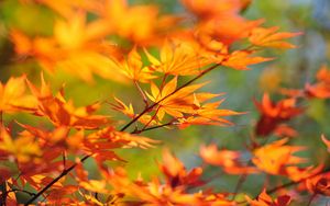 Preview wallpaper tree, branch, japan, leaves