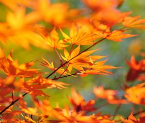 Preview wallpaper tree, branch, japan, leaves