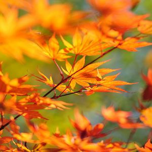 Preview wallpaper tree, branch, japan, leaves