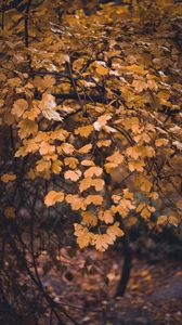 Preview wallpaper tree, branch, leaves, yellow, autumn