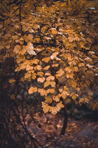 Preview wallpaper tree, branch, leaves, yellow, autumn