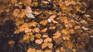 Preview wallpaper tree, branch, leaves, yellow, autumn