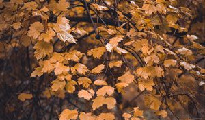 Preview wallpaper tree, branch, leaves, yellow, autumn