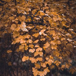 Preview wallpaper tree, branch, leaves, yellow, autumn