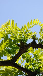 Preview wallpaper tree, branch, leaves, macro, green