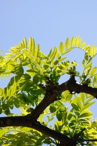 Preview wallpaper tree, branch, leaves, macro, green