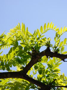 Preview wallpaper tree, branch, leaves, macro, green