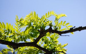 Preview wallpaper tree, branch, leaves, macro, green