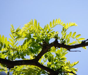 Preview wallpaper tree, branch, leaves, macro, green
