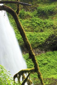 Preview wallpaper tree, branch, moss, thickets, green