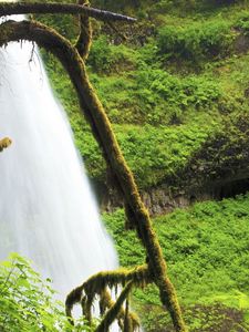 Preview wallpaper tree, branch, moss, thickets, green