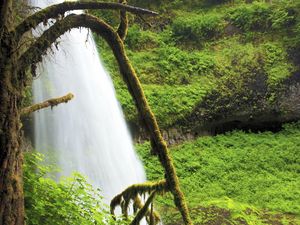 Preview wallpaper tree, branch, moss, thickets, green