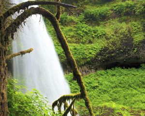 Preview wallpaper tree, branch, moss, thickets, green