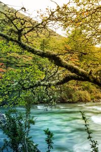 Preview wallpaper tree, branch, moss, outgrowths, river, mountain, stream, current, thickets, coast