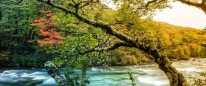 Preview wallpaper tree, branch, moss, outgrowths, river, mountain, stream, current, thickets, coast