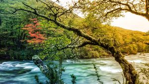Preview wallpaper tree, branch, moss, outgrowths, river, mountain, stream, current, thickets, coast