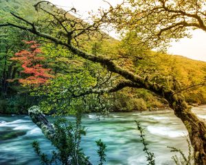 Preview wallpaper tree, branch, moss, outgrowths, river, mountain, stream, current, thickets, coast