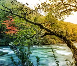 Preview wallpaper tree, branch, moss, outgrowths, river, mountain, stream, current, thickets, coast