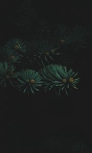 Preview wallpaper tree, branch, needles, dark, thick