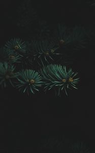Preview wallpaper tree, branch, needles, dark, thick