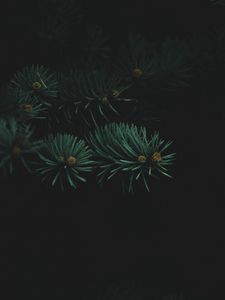 Preview wallpaper tree, branch, needles, dark, thick