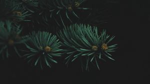 Preview wallpaper tree, branch, needles, dark, thick