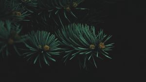 Preview wallpaper tree, branch, needles, dark, thick