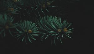 Preview wallpaper tree, branch, needles, dark, thick