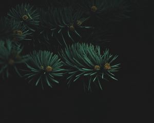 Preview wallpaper tree, branch, needles, dark, thick