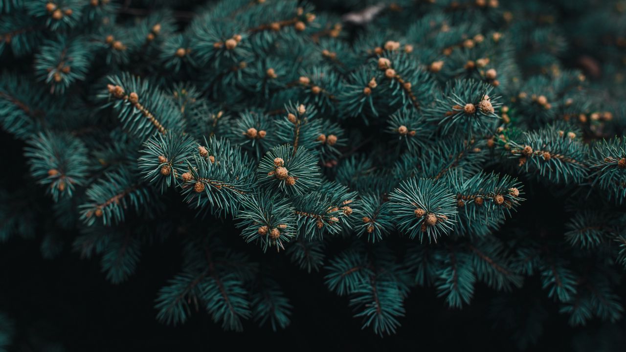 Wallpaper tree, branch, needles, evergreen, prickly