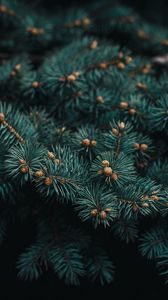 Preview wallpaper tree, branch, needles, evergreen, prickly