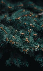 Preview wallpaper tree, branch, needles, evergreen, prickly