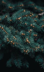 Preview wallpaper tree, branch, needles, evergreen, prickly