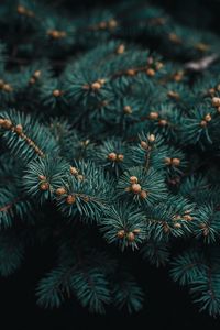 Preview wallpaper tree, branch, needles, evergreen, prickly