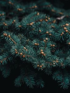 Preview wallpaper tree, branch, needles, evergreen, prickly