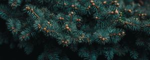 Preview wallpaper tree, branch, needles, evergreen, prickly