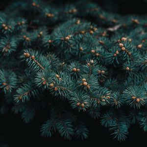 Preview wallpaper tree, branch, needles, evergreen, prickly