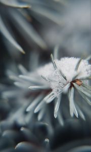 Preview wallpaper tree, branch, snow, needles, macro