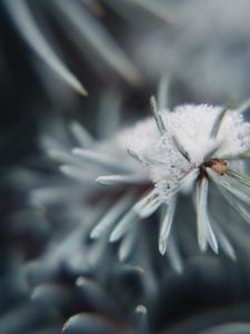 Preview wallpaper tree, branch, snow, needles, macro